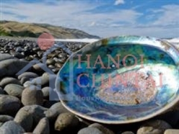 Siêu thủy tinh lấy từ động vật thân mềm