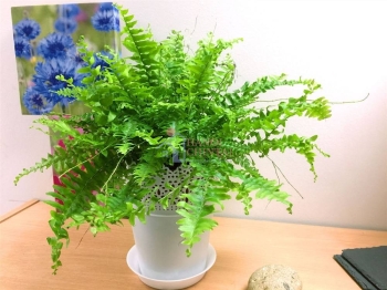 10 loại cây chống nồm, hút ẩm cực tốt