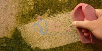 Cách xử lý tường bị rêu mốc