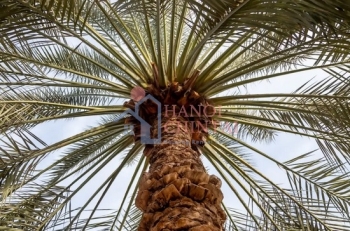 Ứng dụng nguyên liệu từ cây cọ sản xuất vật liệu xây dựng