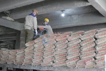 VICEM Sông Thao đưa thương hiệu xi măng bao trở lại thị trường